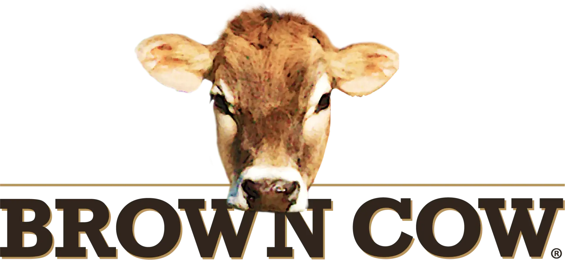Brown cow with text background, facing forward.